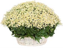 Цветочная композиция из Ромашки в корзине #REPLACE_PRED# Решоткино